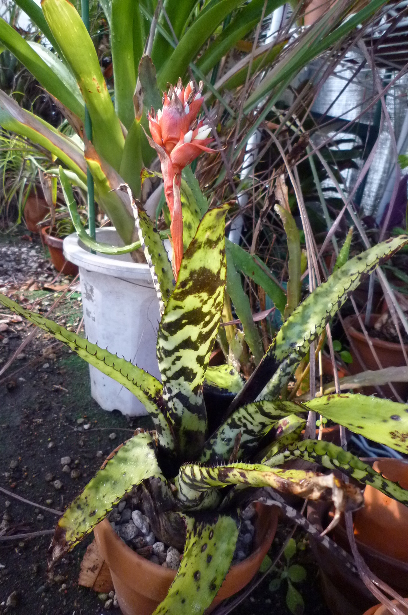 �`�����W�A�@de �@�`���o�J