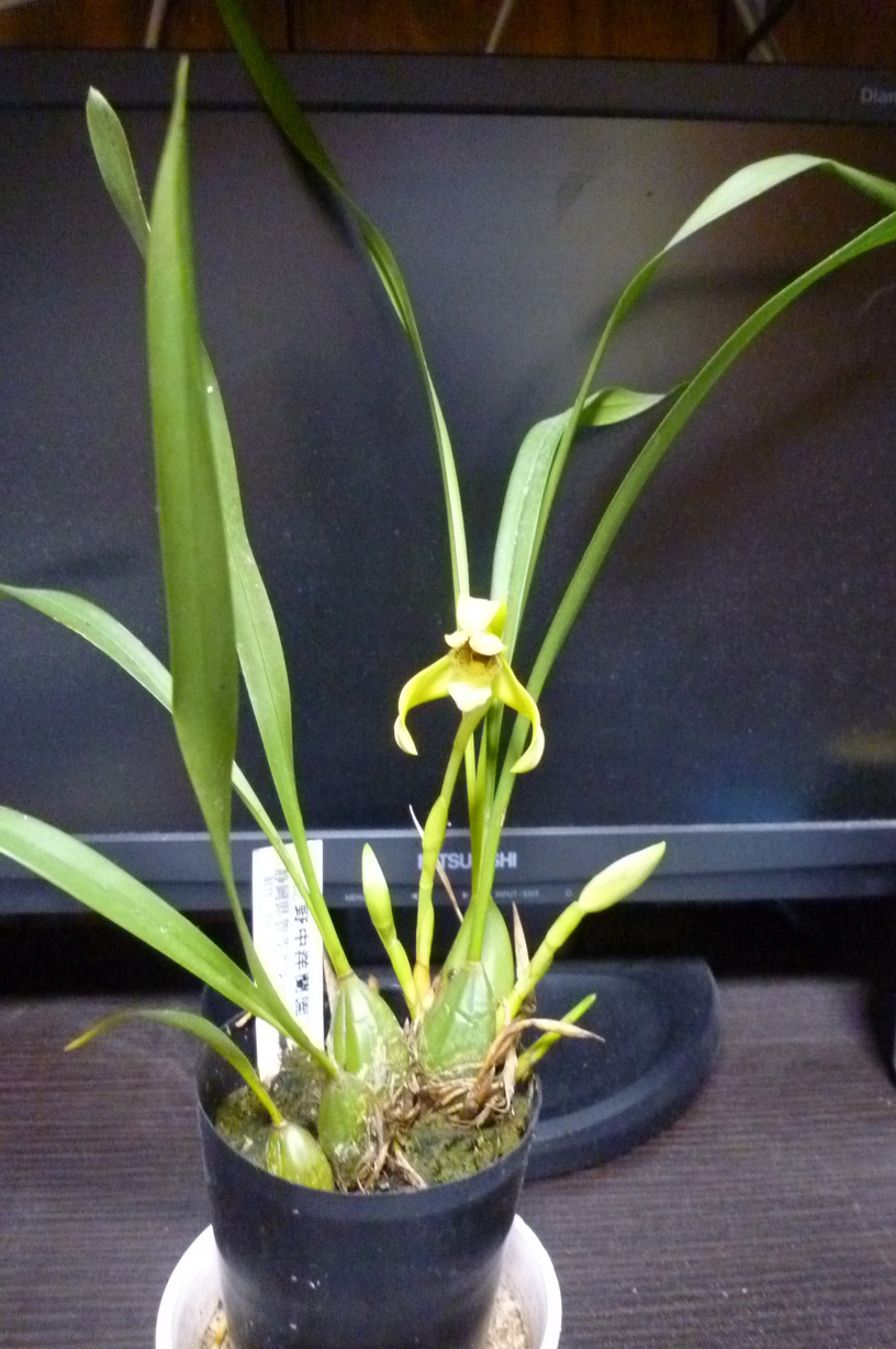 �`�����W�A�@de �@�`���o�J