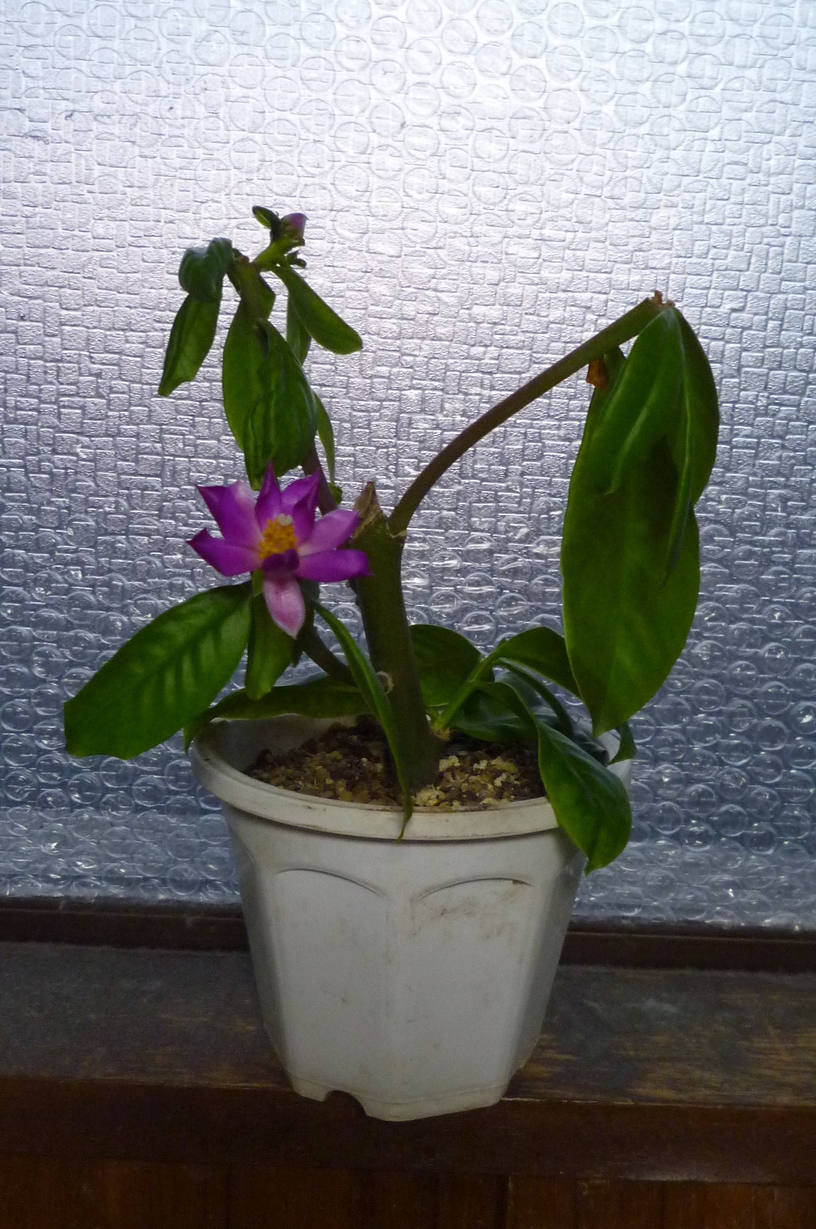 �`�����W�A�@de �@�`���o�J