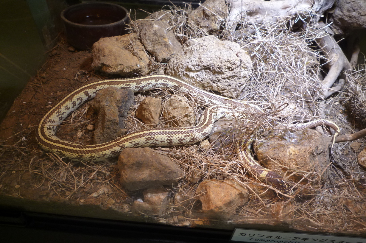 �`�����W�A�@de �@�`���o�J