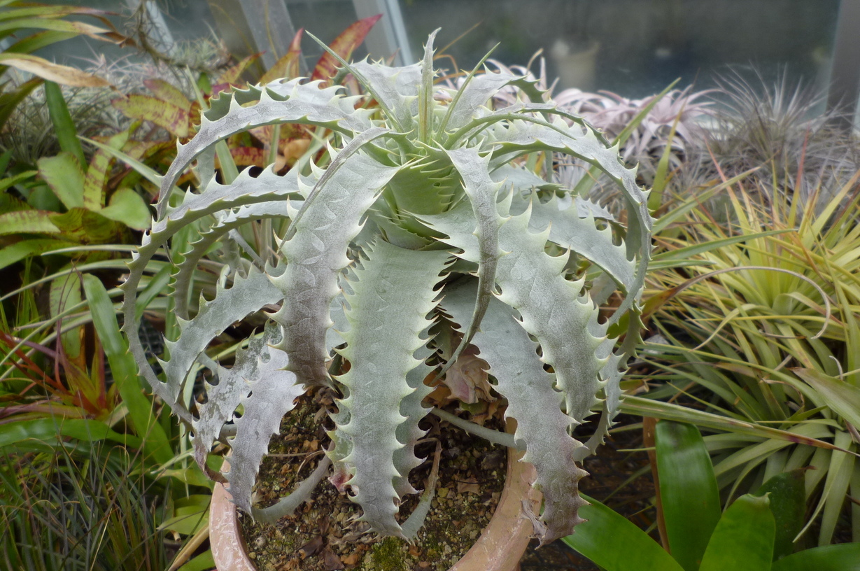 �`�����W�A�@de �@�`���o�J