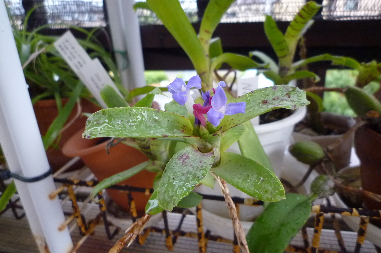 �`�����W�A�@de �@�`���o�J