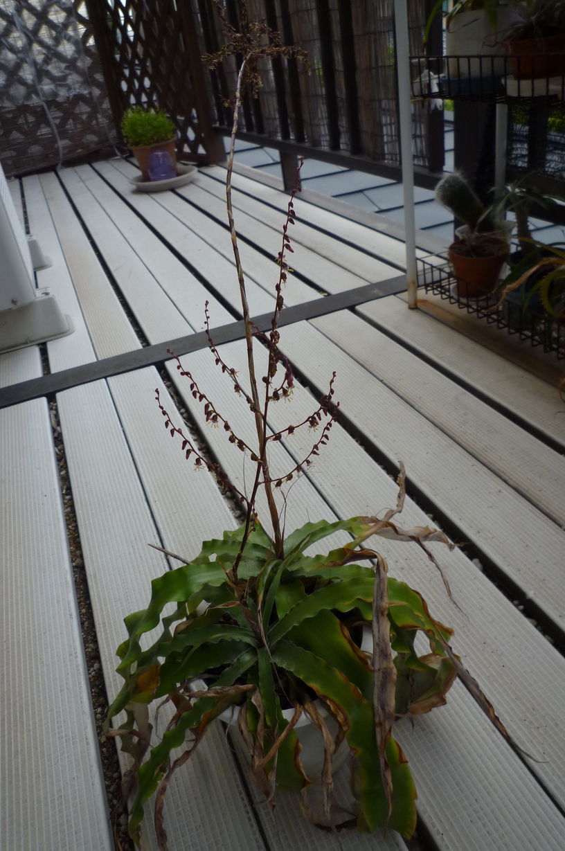 �`�����W�A�@de �@�`���o�J