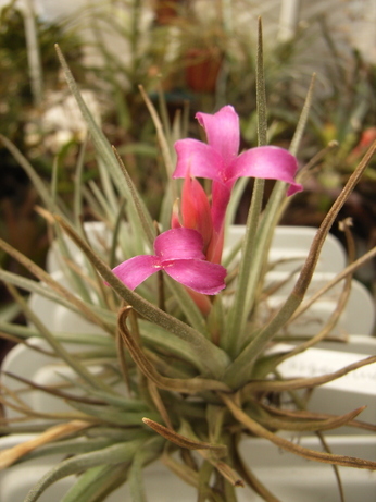 �`�����W�A�@de �@�`���o�J