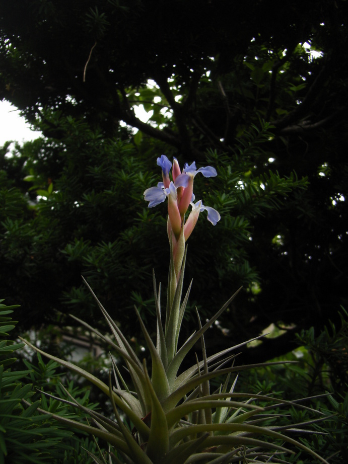 �`�����W�A�@de �@�`���o�J