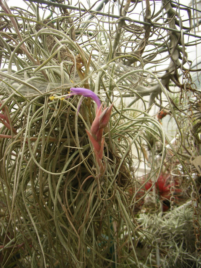 �`�����W�A�@de �@�`���o�J