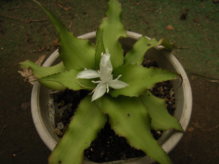 �`�����W�A�@de �@�`���o�J