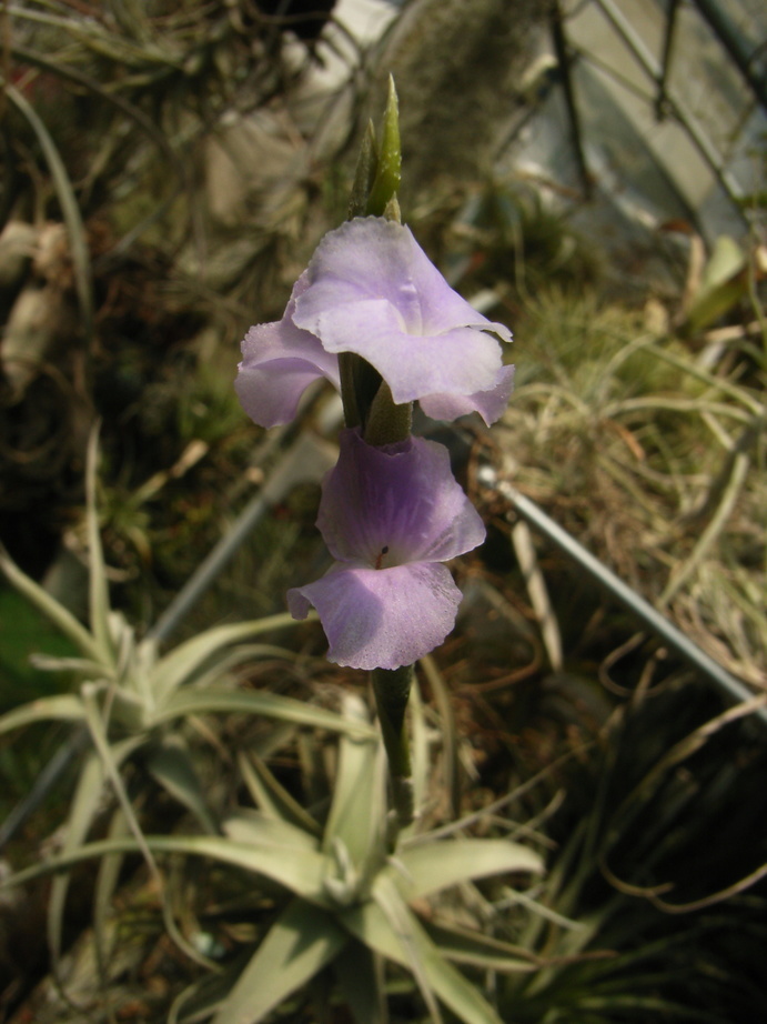 �`�����W�A�@de �@�`���o�J