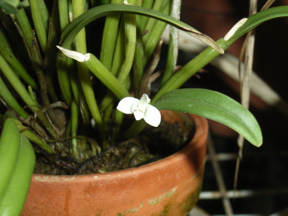 �`�����W�A�@de �@�`���o�J