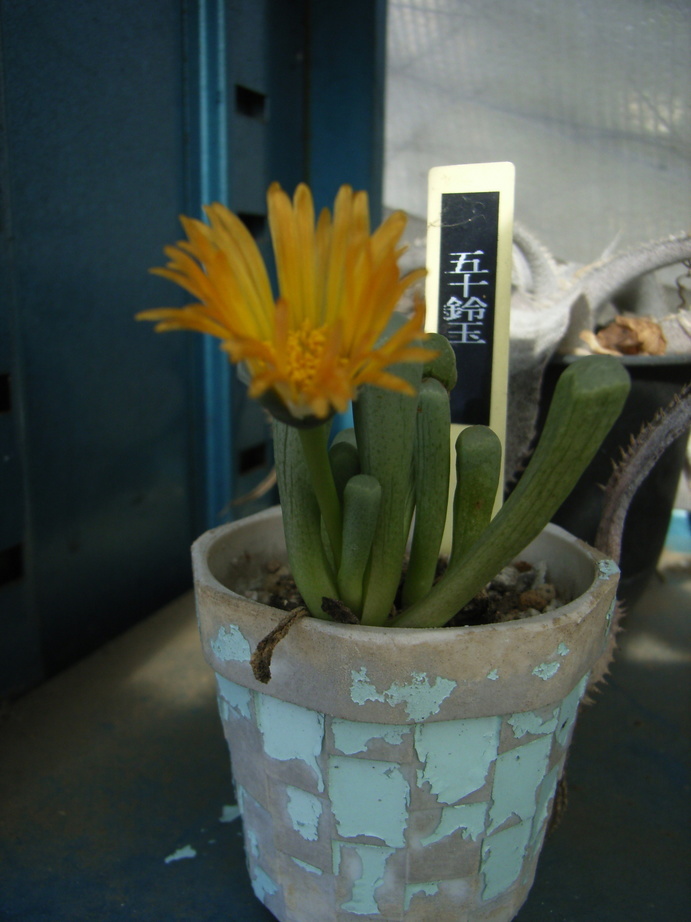 �`�����W�A�@de �@�`���o�J