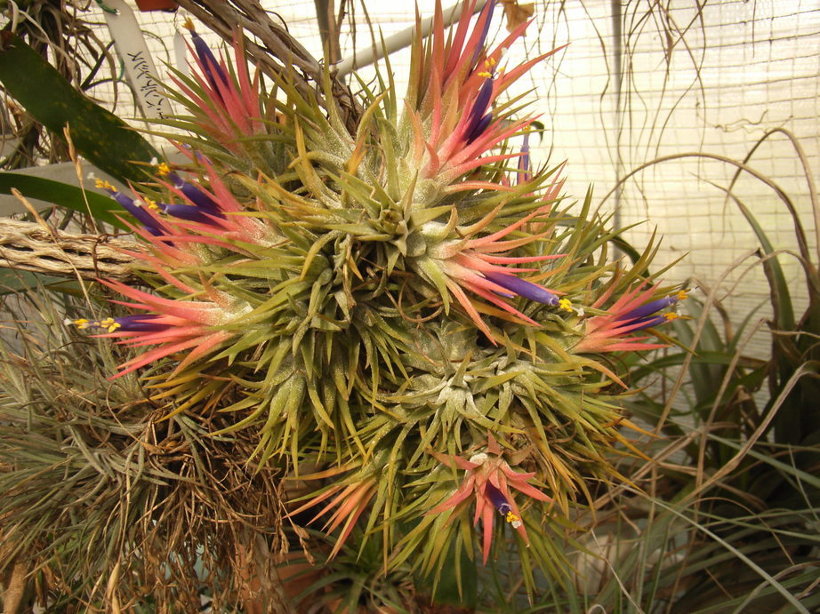 �`�����W�A�@de �@�`���o�J