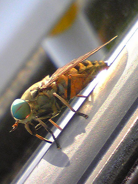 ��h���~��t�@�\���V�h