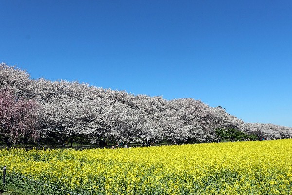 Voyage fleuri japonais