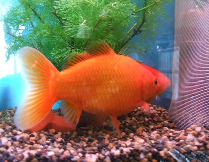 �|�؂� ���������