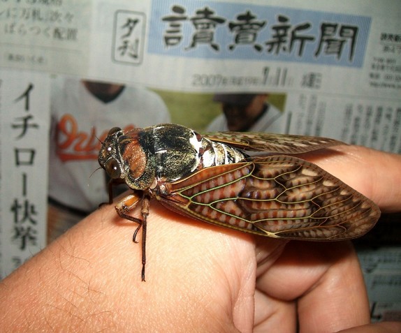 �|�؂� ���������