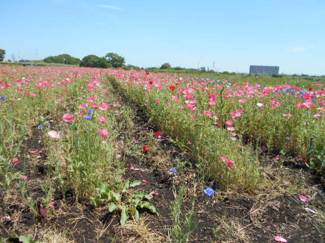 �`�����ƈꏏ�Ɂ`