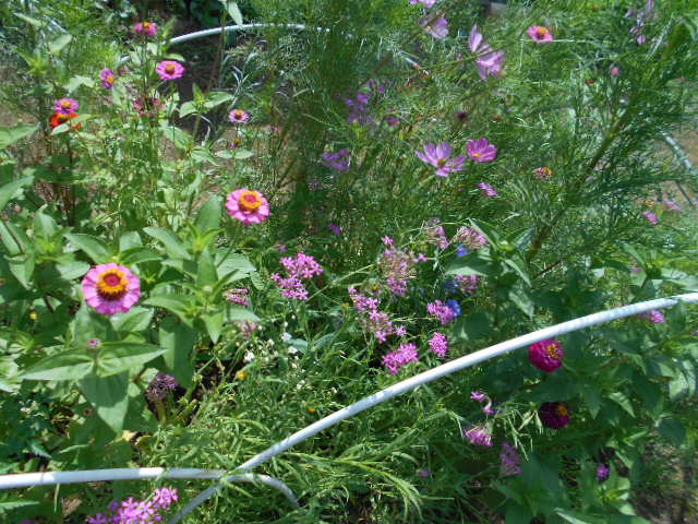 �`�����ƈꏏ�Ɂ`