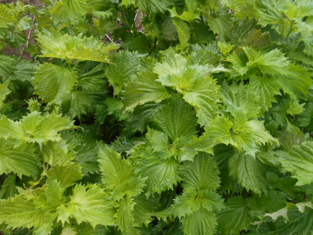 �`�����ƈꏏ�Ɂ`