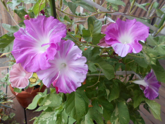 �`�����ƈꏏ�Ɂ`