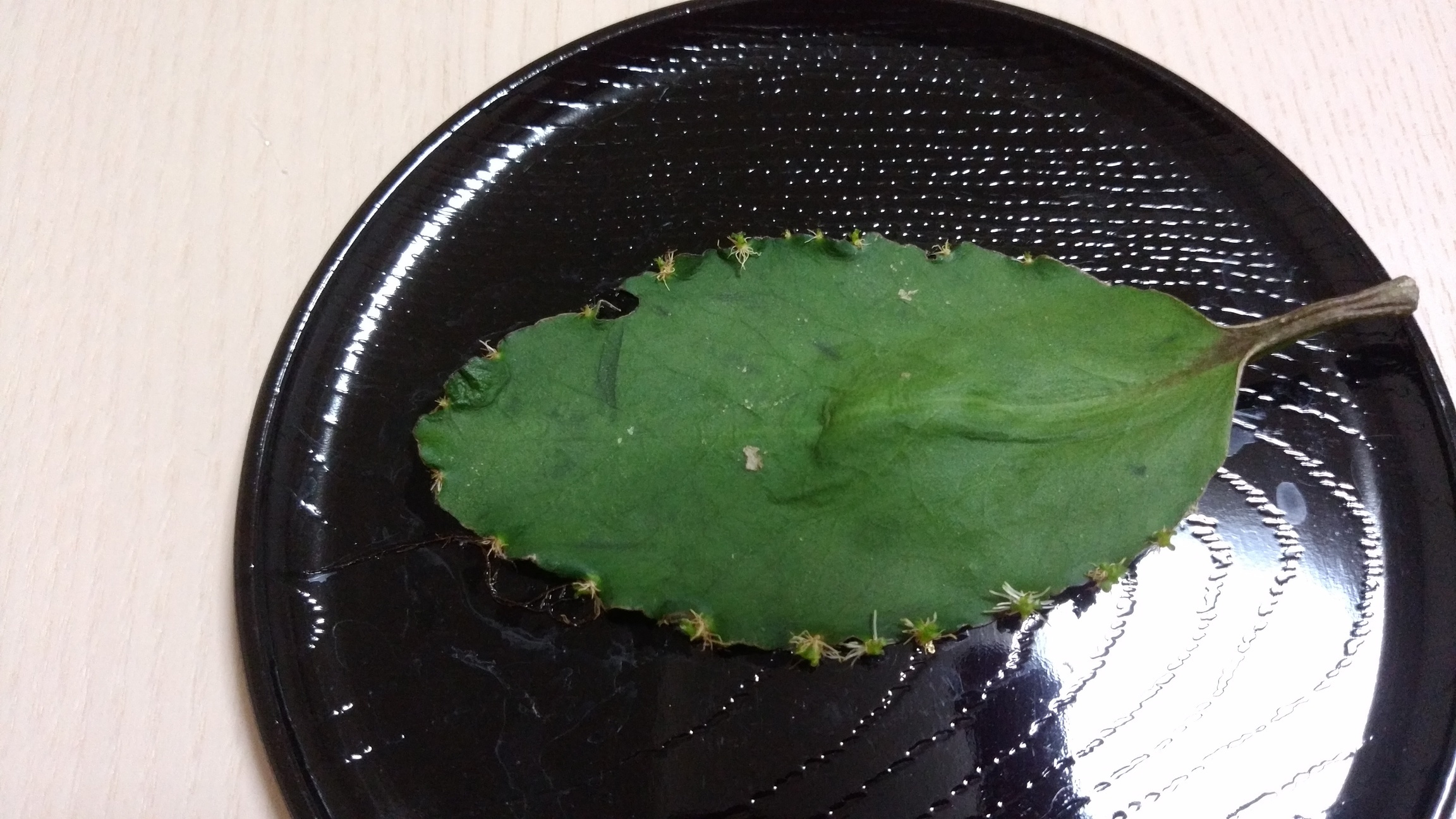 �`�����ƈꏏ�Ɂ`