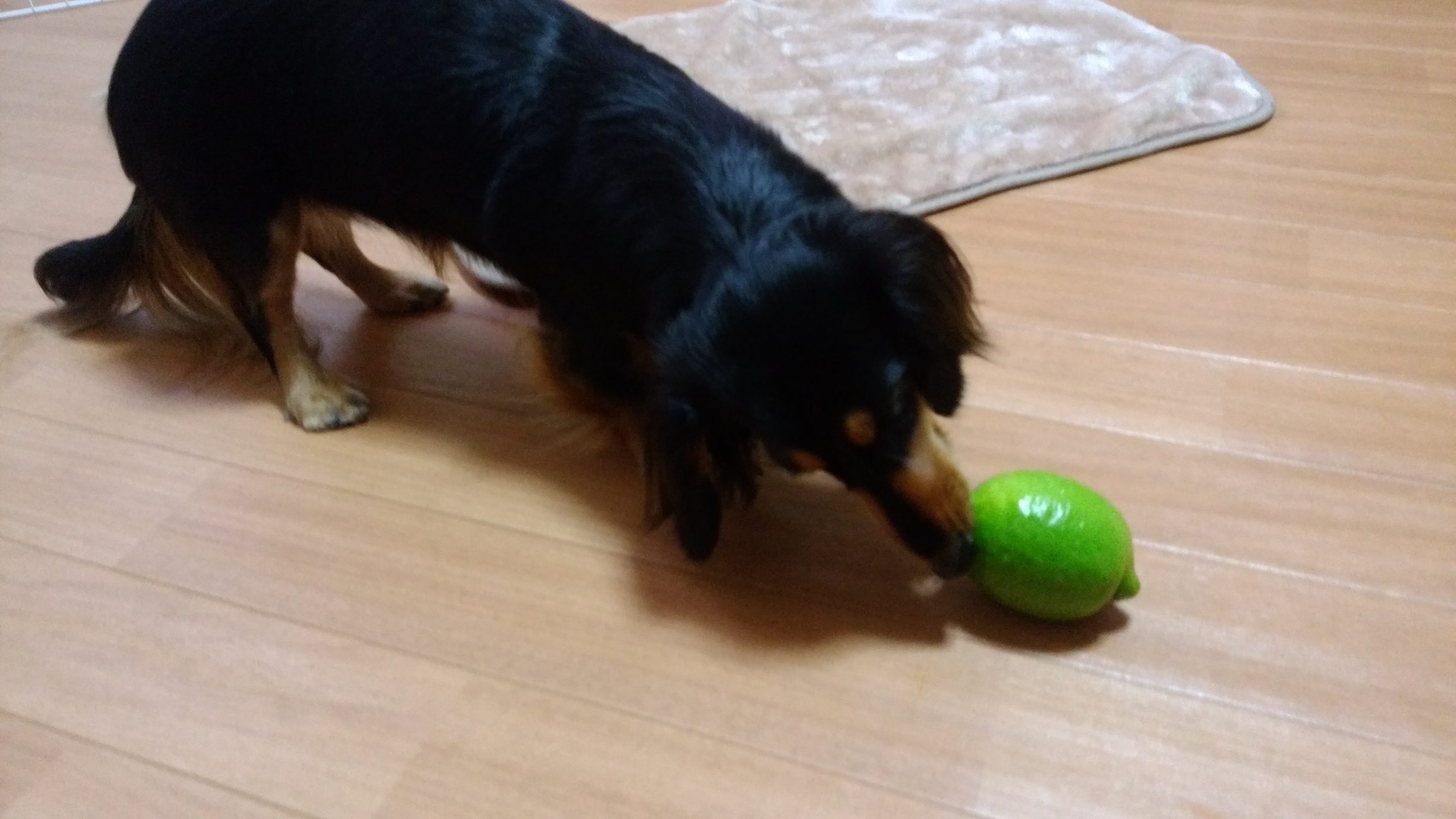 �`�����ƈꏏ�Ɂ`