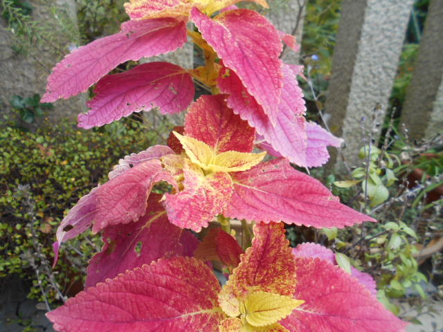 �`�����ƈꏏ�Ɂ`