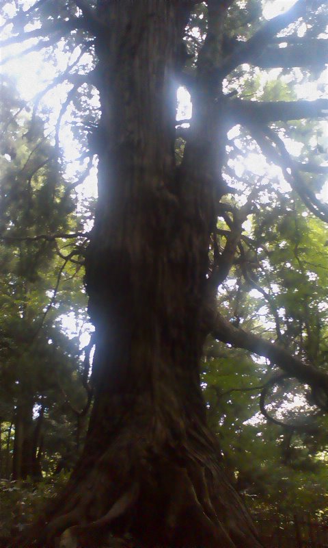 ���N�^�������߂ĘV�Q�^�t��