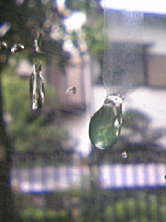 ���N�^�������߂ĘV�Q�^�t��