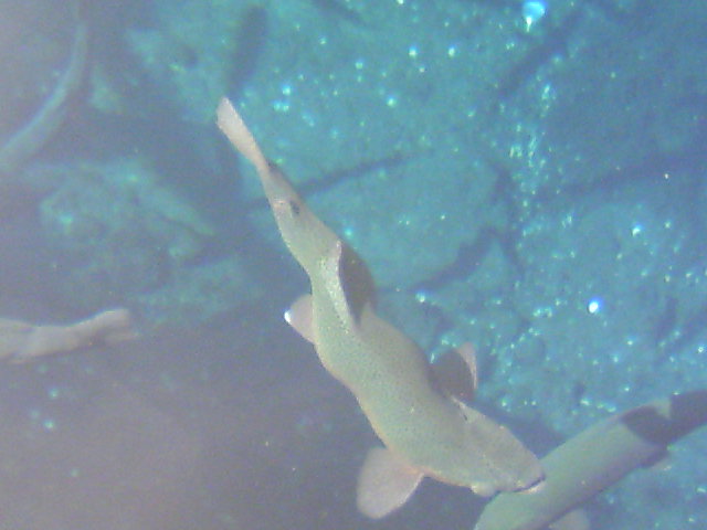 ���N�^�������߂ĘV�Q�^�t��