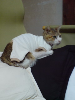 �Q��ځI���ċ⎟�Y�@���Q