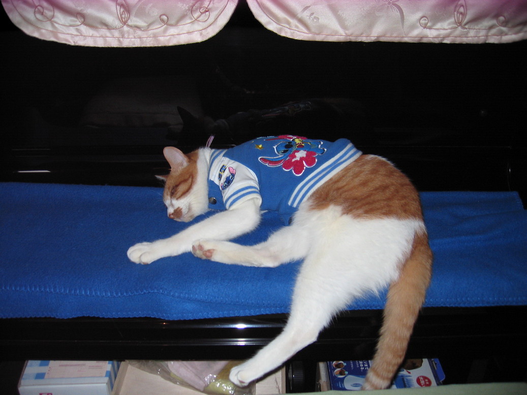 �Q��ځI���ċ⎟�Y�@���Q