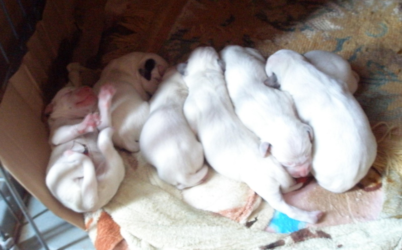 101 FAMILY OISO�@�@  �_�����V�A���u���[�_�[