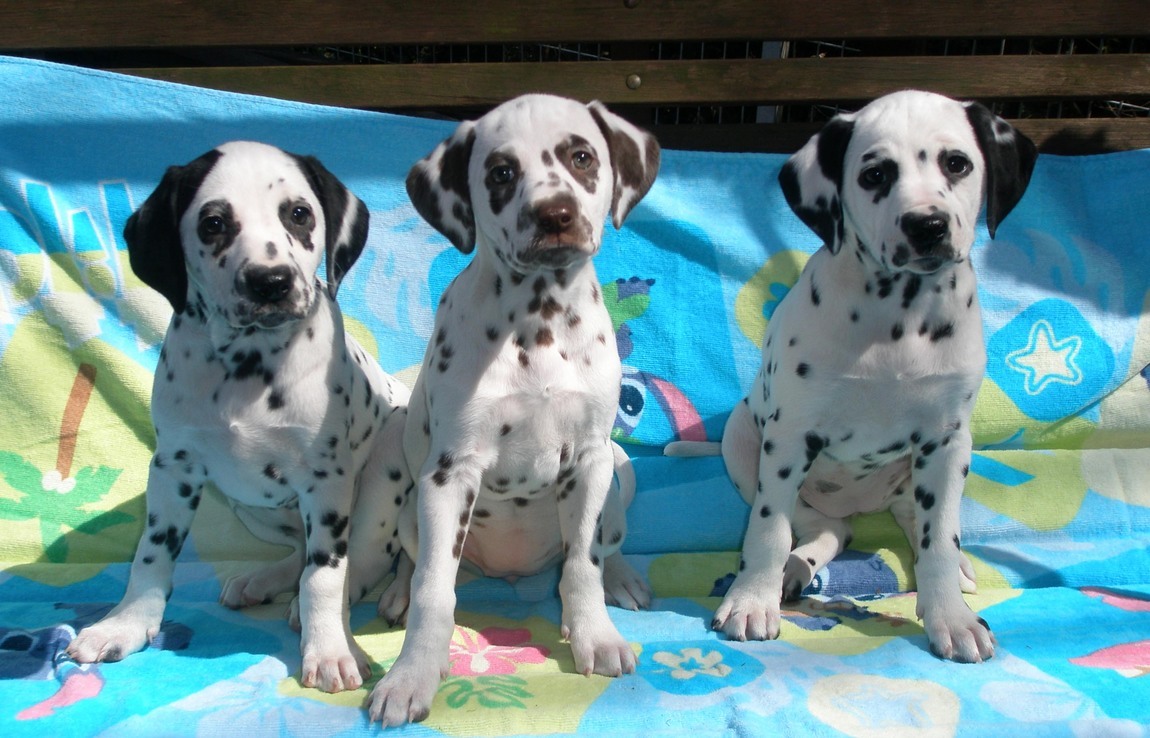 101 FAMILY OISO�@�@  �_�����V�A���u���[�_�[