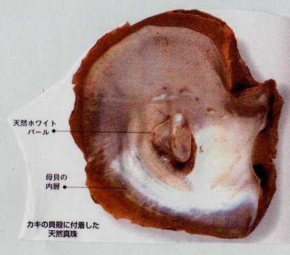 �Ó��Ε����