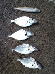 �o�C�N�e��