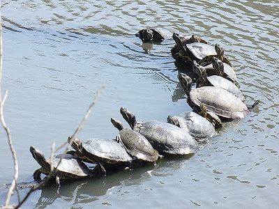 �������̖ڋ�