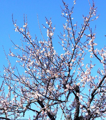 �������̖ڋ�