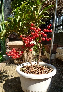 �������̖ڋ�