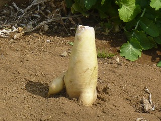 �������̖ڋ�