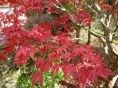 �������̖ڋ�