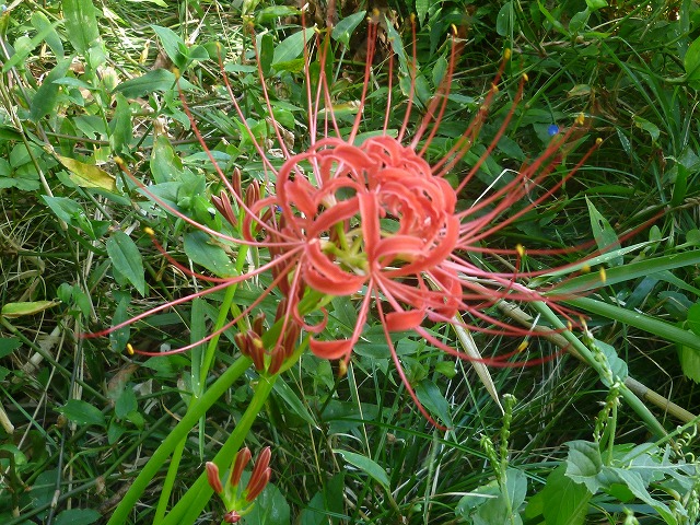 �������̖ڋ�