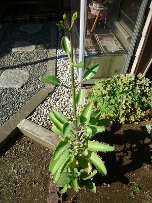 �������̖ڋ�