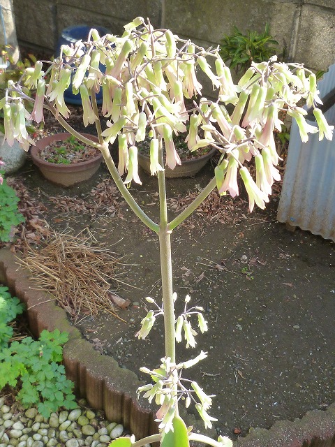 �������̖ڋ�