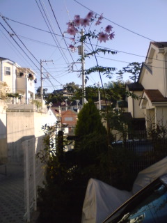 �C�̌����܂�