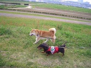 ���ˏ��N���������c�@�̂��ē�