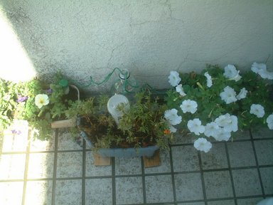 ���������̎��R�ȂƂ���