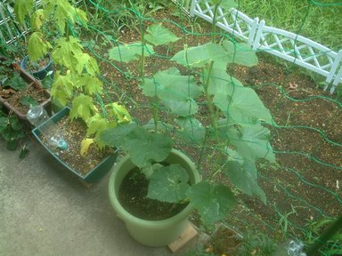 ���������̎��R�ȂƂ���