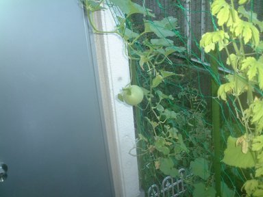 ���������̎��R�ȂƂ���