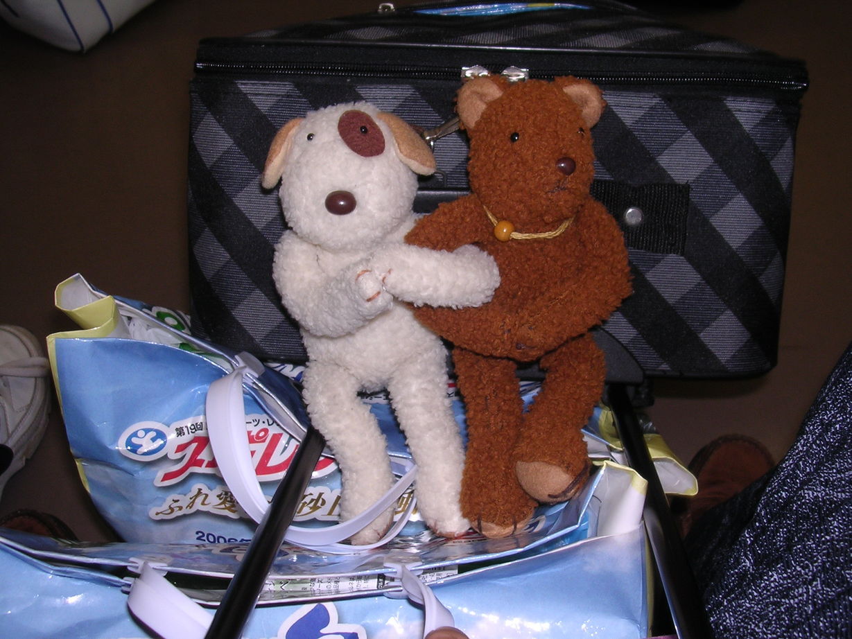 holy-knight�@     Senior Football