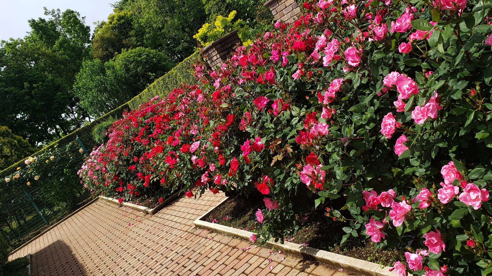 holy-knight�@     Senior Football